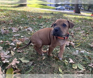 Boxer-Mountain Cur Mix Dogs for adoption in Brooklyn Center, MN, USA