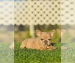 Small #13 French Bulldog