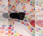 Small Photo #21 Yorkshire Terrier Puppy For Sale in LAPEER, MI, USA