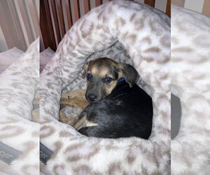 Elfie - Female German Shepherd Dog-Unknown Mix Dog for Adoption - Photo #7