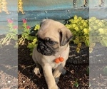 Small Photo #1 Pug Puppy For Sale in BONAIRE, GA, USA