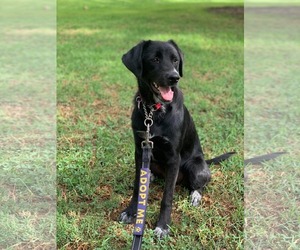 Maizy - Female Labrador Retriever-Unknown Mix Dog for Adoption - Photo #2