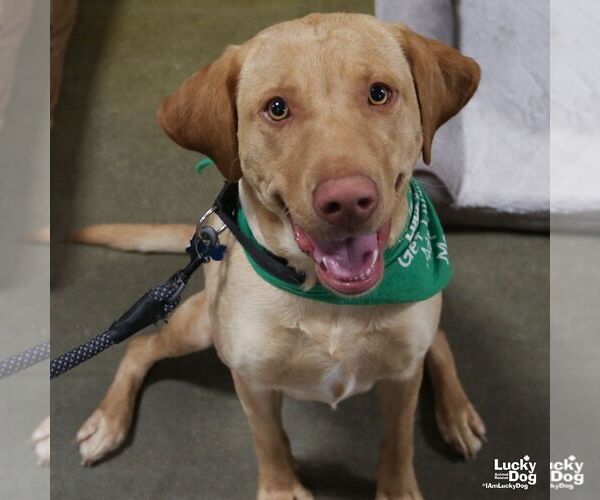 Medium Photo #3 Labrador Retriever-Retriever  Mix Puppy For Sale in Washington, DC, USA