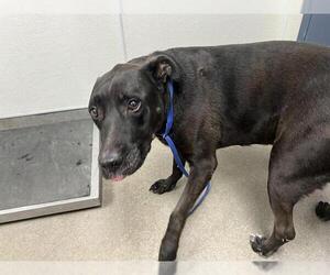 Labrador Retriever-Unknown Mix Dogs for adoption in HESPERIA, CA, USA