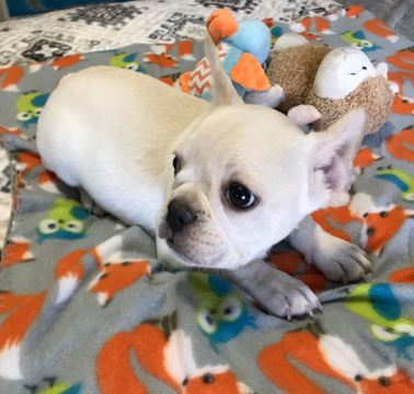 Medium Photo #1 French Bulldog Puppy For Sale in CHARLESTON, SC, USA