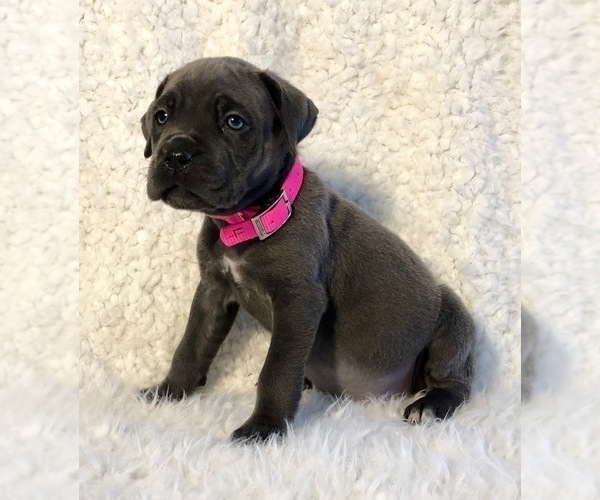 Medium Photo #16 Cane Corso Puppy For Sale in HESPERIA, CA, USA