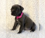 Small Photo #16 Cane Corso Puppy For Sale in HESPERIA, CA, USA