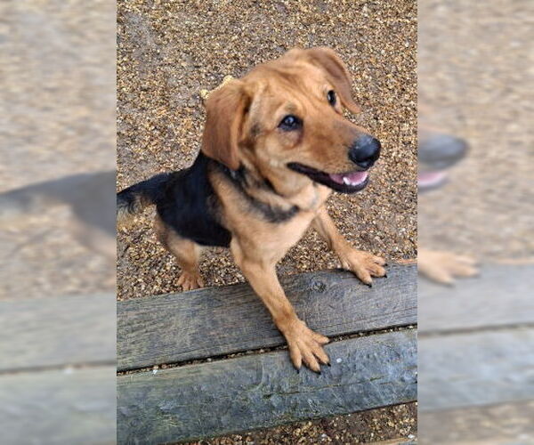Medium Photo #3 Labrador Retriever-Unknown Mix Puppy For Sale in Mountain View, AR, USA