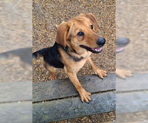 Mocha - Female Labrador Retriever-Unknown Mix Dog for Adoption - Photo #3