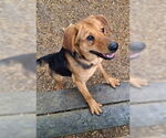 Small #2 Labrador Retriever Mix