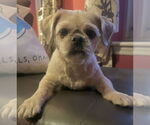 Small #4 Shih Tzu