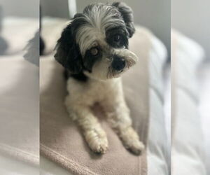 Poodle (Miniature)-Unknown Mix Dogs for adoption in New York, NY, USA