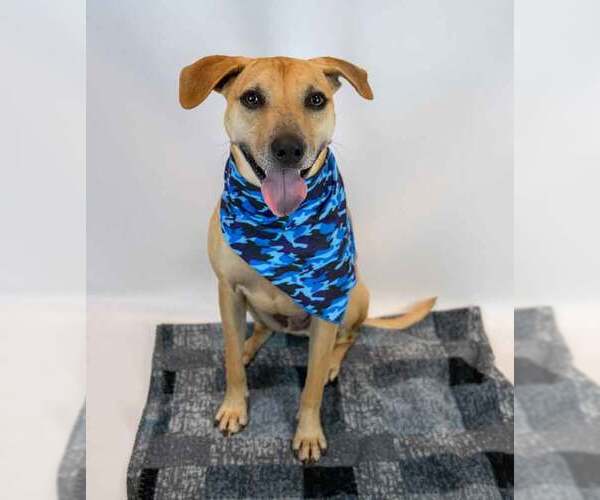 Medium Photo #6 Labrador Retriever-Unknown Mix Puppy For Sale in Kennesaw, GA, USA