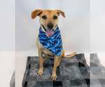 Small #5 Labrador Retriever Mix