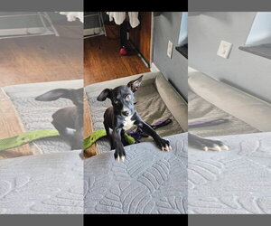 Mutt Dogs for adoption in Germantown, OH, USA