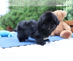 Shih Tzu Dog for Adoption in SYRACUSE, Indiana USA
