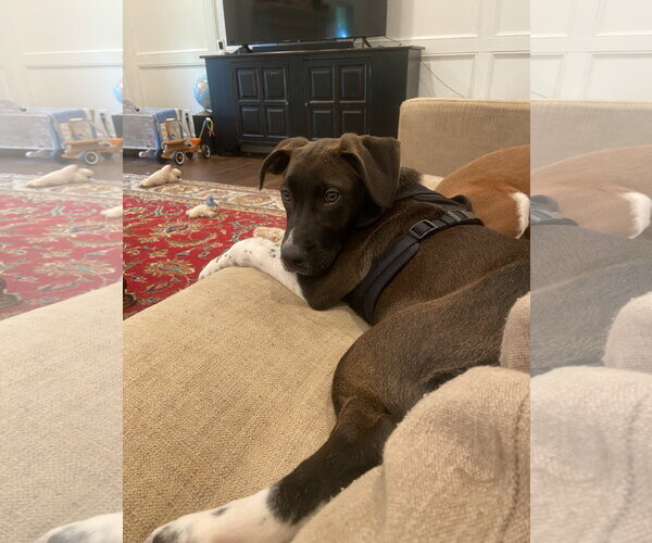 Medium Photo #2 Unknown-Whippet Mix Puppy For Sale in Ball Ground, GA, USA