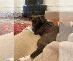 Small #1 Whippet Mix