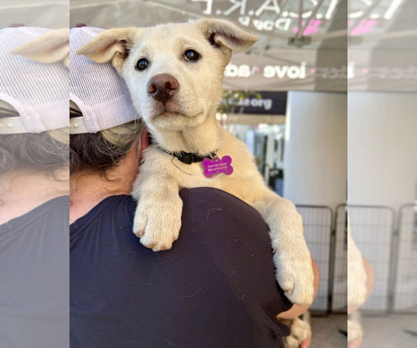 Medium Photo #3 Gerberian Shepsky Puppy For Sale in Corona, CA, USA