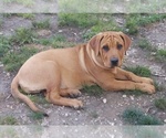 Puppy Navy Collar Cane Corso-Rottweiler Mix