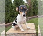 Scout - Male Jack-Rat Terrier Puppy for Sale - Photo #3