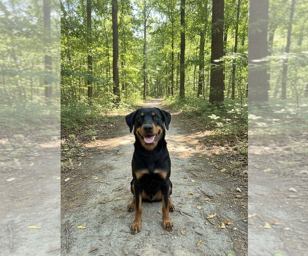 Medium Photo #2 Rottweiler-Unknown Mix Puppy For Sale in White Hall, AR, USA