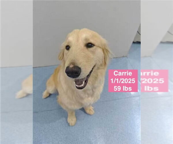 Medium Photo #3 Golden Retriever Puppy For Sale in West Hollywood, CA, USA