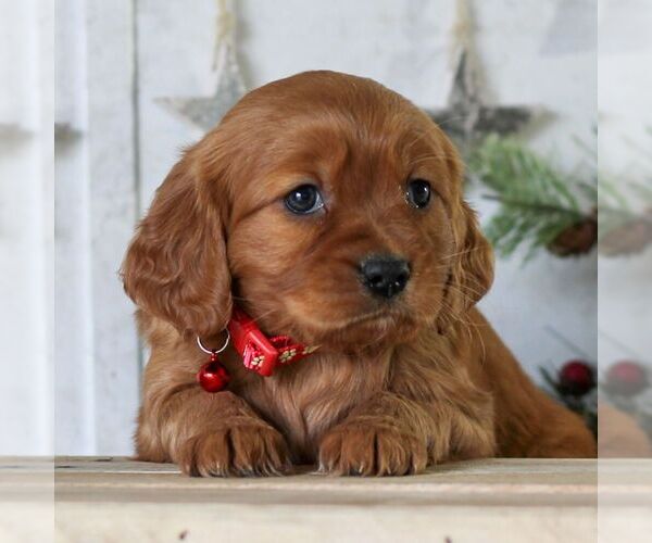 Medium Photo #3 Golden Retriever Puppy For Sale in LITITZ, PA, USA