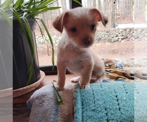 Chihuahua Puppy for sale in WOODRIDGE, NY, USA