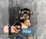 Puppy Halo Yorkshire Terrier