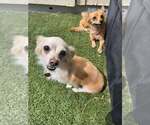Small #3 Chihuahua Mix