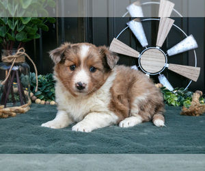 Shel-Aussie Puppy for sale in HILLSBORO, OH, USA
