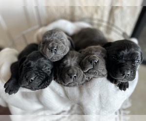 Cane Corso Puppy for sale in LUBBOCK, TX, USA
