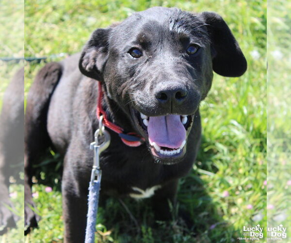Medium Photo #1 Labrador Retriever-Unknown Mix Puppy For Sale in Washington, DC, USA