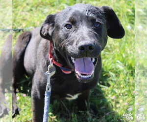 Labrador Retriever-Unknown Mix Dogs for adoption in Washington, DC, USA