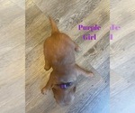Small Photo #9 Golden Retriever Puppy For Sale in GIRARD, KS, USA