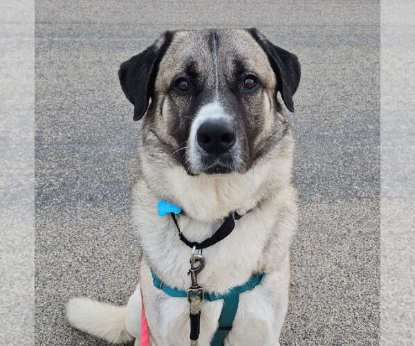 Medium Photo #1 Anatolian Shepherd-Unknown Mix Puppy For Sale in Fargo, ND, USA