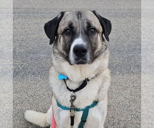 Anatolian Shepherd-Unknown Mix Dogs for adoption in Fargo, ND, USA