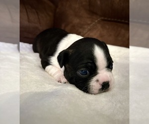 Boston Terrier Puppy for sale in WASHBURN, MO, USA