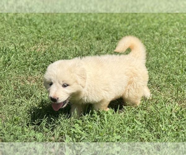 Medium Photo #12 Great Pyrenees Puppy For Sale in NEWTON, NC, USA