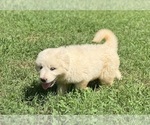 Small #11 Great Pyrenees