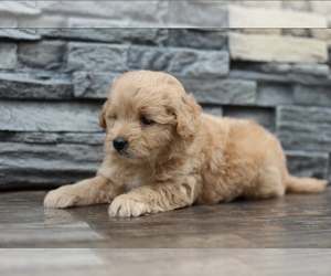 Goldendoodle (Miniature) Puppy for sale in BREMEN, IN, USA