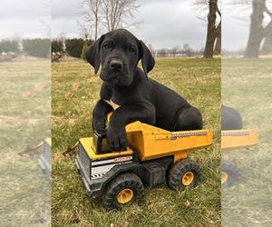 Great Dane Puppy for sale in MIDDLEBURY, IN, USA