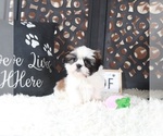 Small #2 Shih Tzu