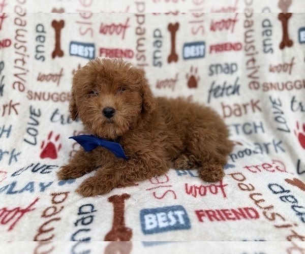 Medium Photo #7 Poodle (Miniature) Puppy For Sale in LAKELAND, FL, USA