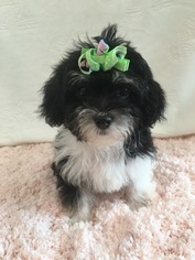 YorkiePoo Puppy for sale in HAMPSHIRE, IL, USA