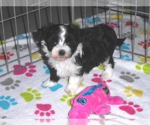 Medium Maltipoo