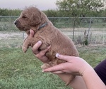 Small Photo #6 Double Doodle Puppy For Sale in ZEPHYR, TX, USA