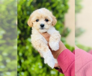 Maltipoo Puppy for sale in COOLIDGE, AZ, USA