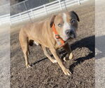 Small #4 American Pit Bull Terrier Mix